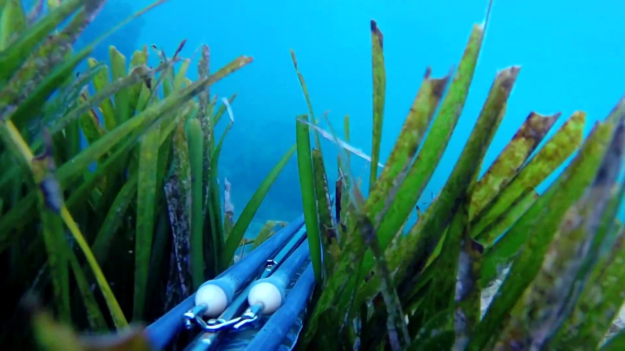 Pesca sub COMPILATION 2014 -Francisub-