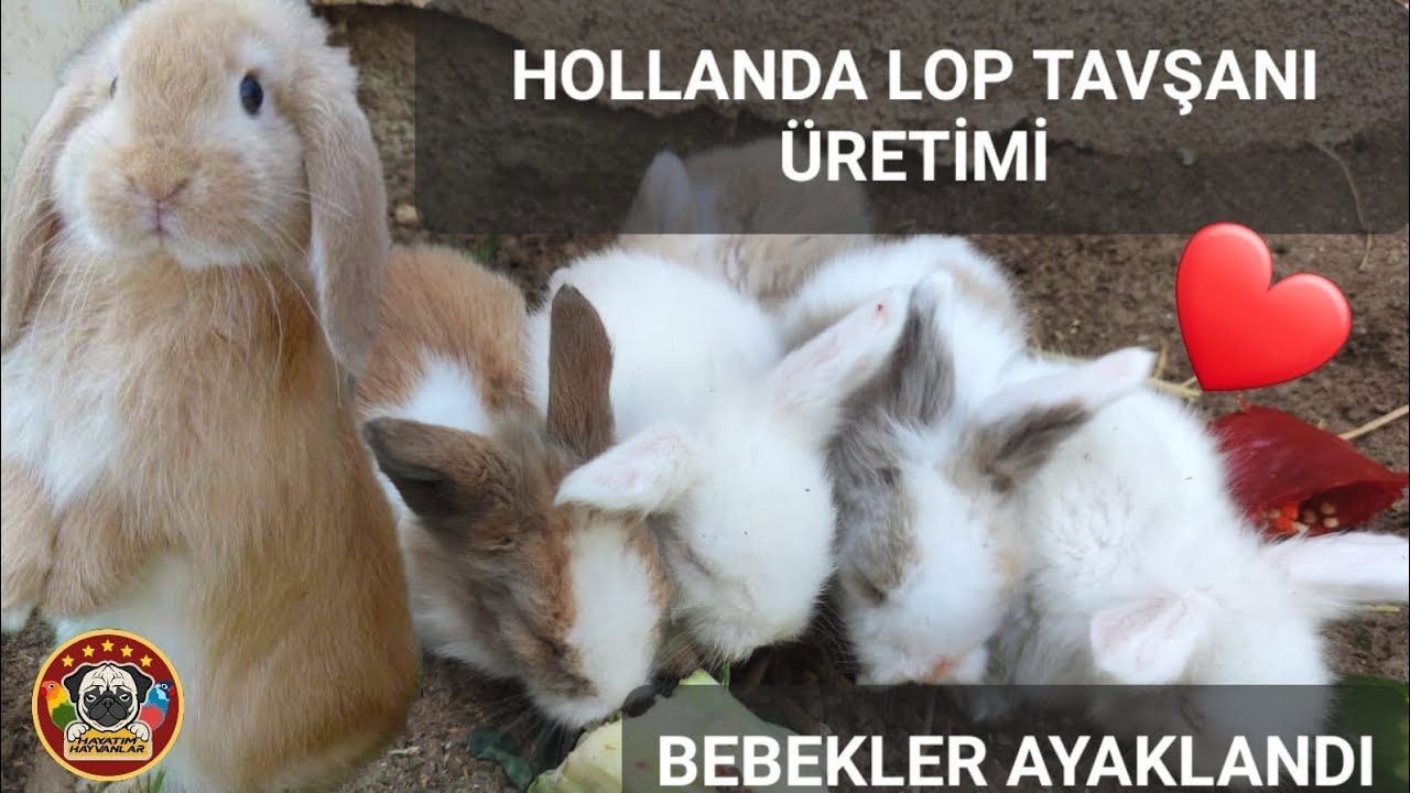 Hollanda Lop Tavşan Yavrularımızı İnceliyoruz. 8 Tatlı Bebiş 😍