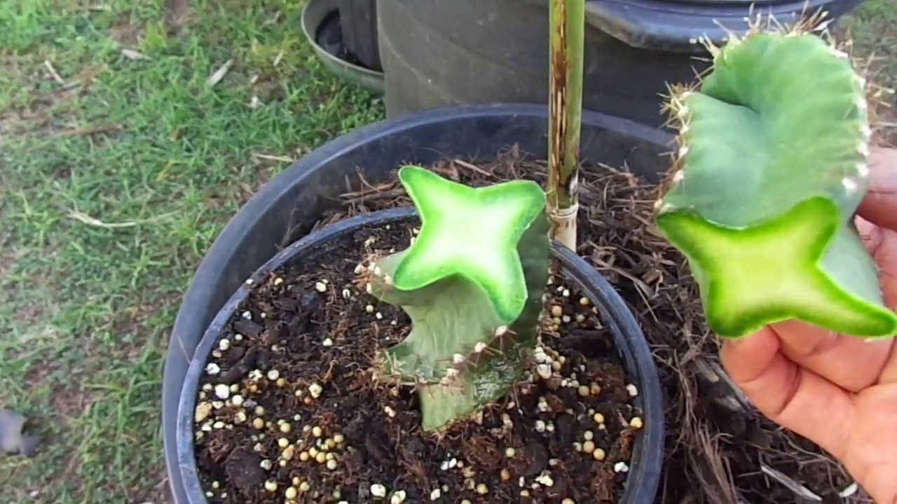 Propagating to of cereberus forbesii spiralis by cutting off the top