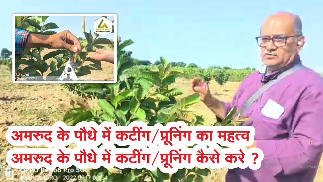 GUAVA PRUNING METHODS (  PART - 1 ) ll अमरुद के पौधों में कटिंग (प्रूनिंग) करने का तरीका