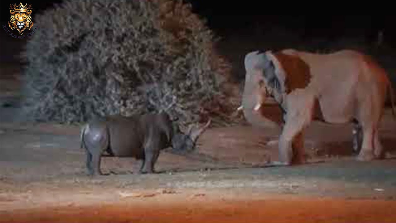 Blood & Survival: The Most Fierce Animal Fight!