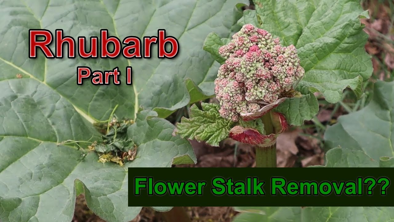 Rhubarb: SHOULD I CUT Rhubarb FLOWER stems?