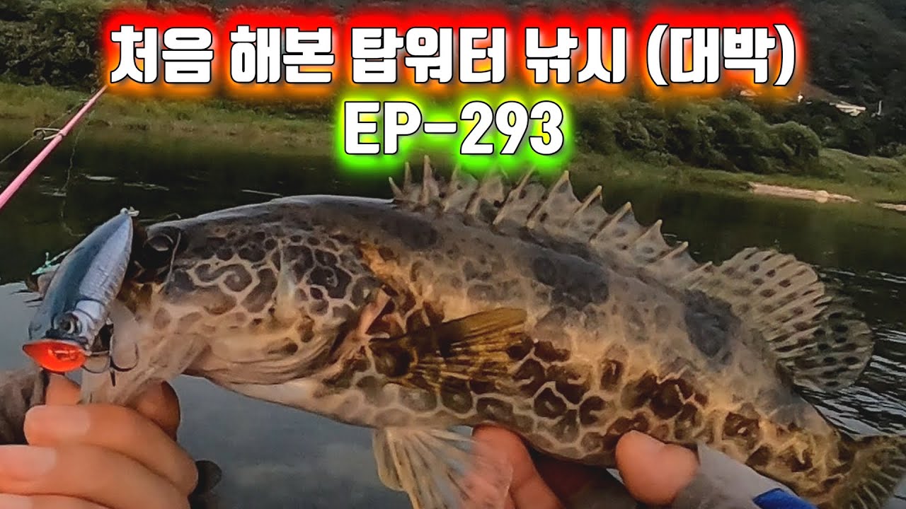 탑워터 처음 해봤는데... 3짜 2마리 포함 6마리 터졌다 (실화) EP-293