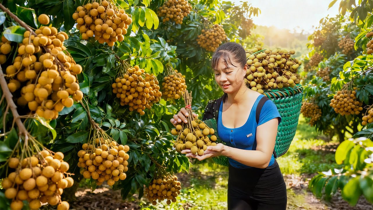 TIMELAPSE -- Harvest 1000+ Longan & Guava, Use Truck Transport Many Longan & Guava Go to Market Sell