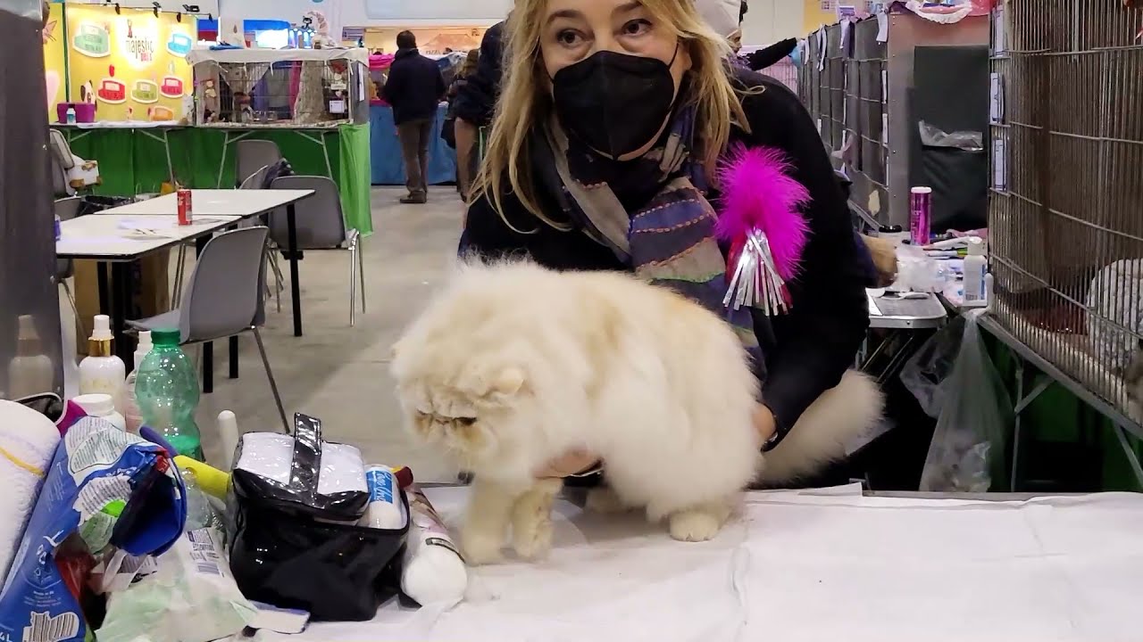 GATTI BELLISSIMI IN MOSTRA ALLA FIERA DI ROMA 2021 SUPERCAT SHOW
