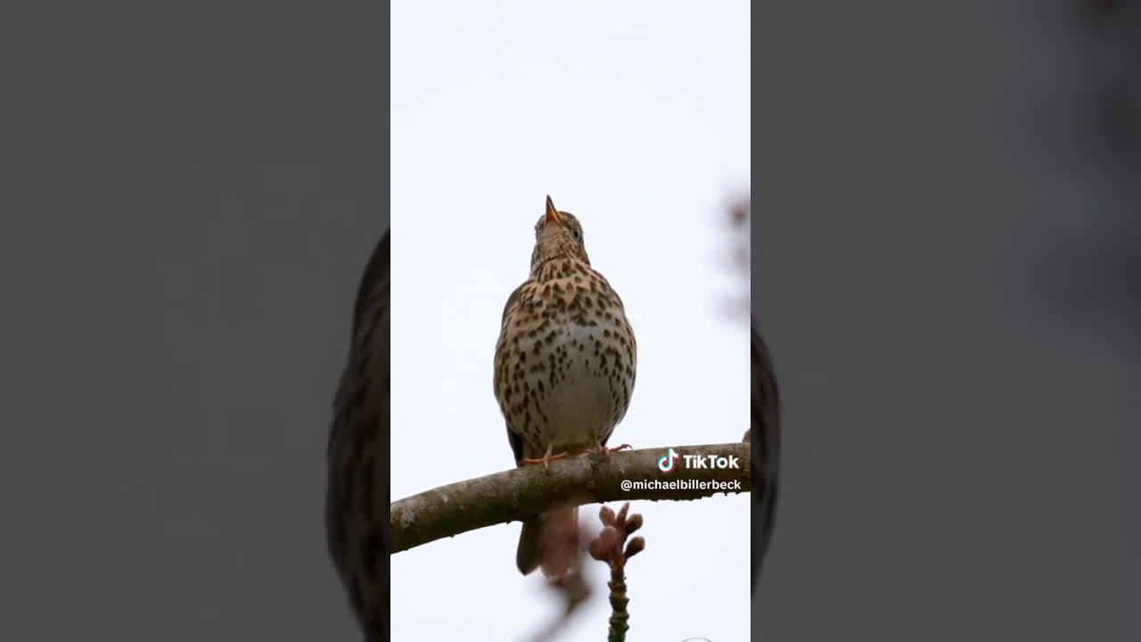 Cikla turdus tordo song turdus cukkal bokkal