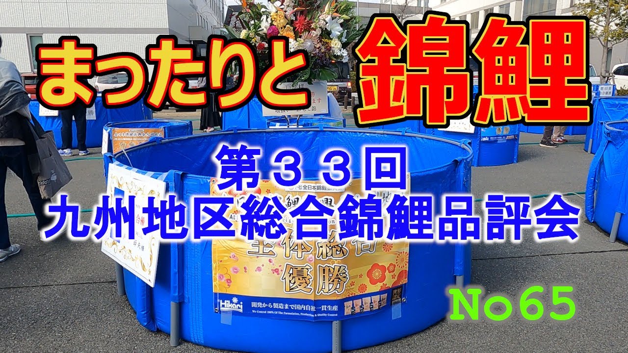 まったりと錦鯉No65【第33回 九州地区総合錦鯉品評会品評会】