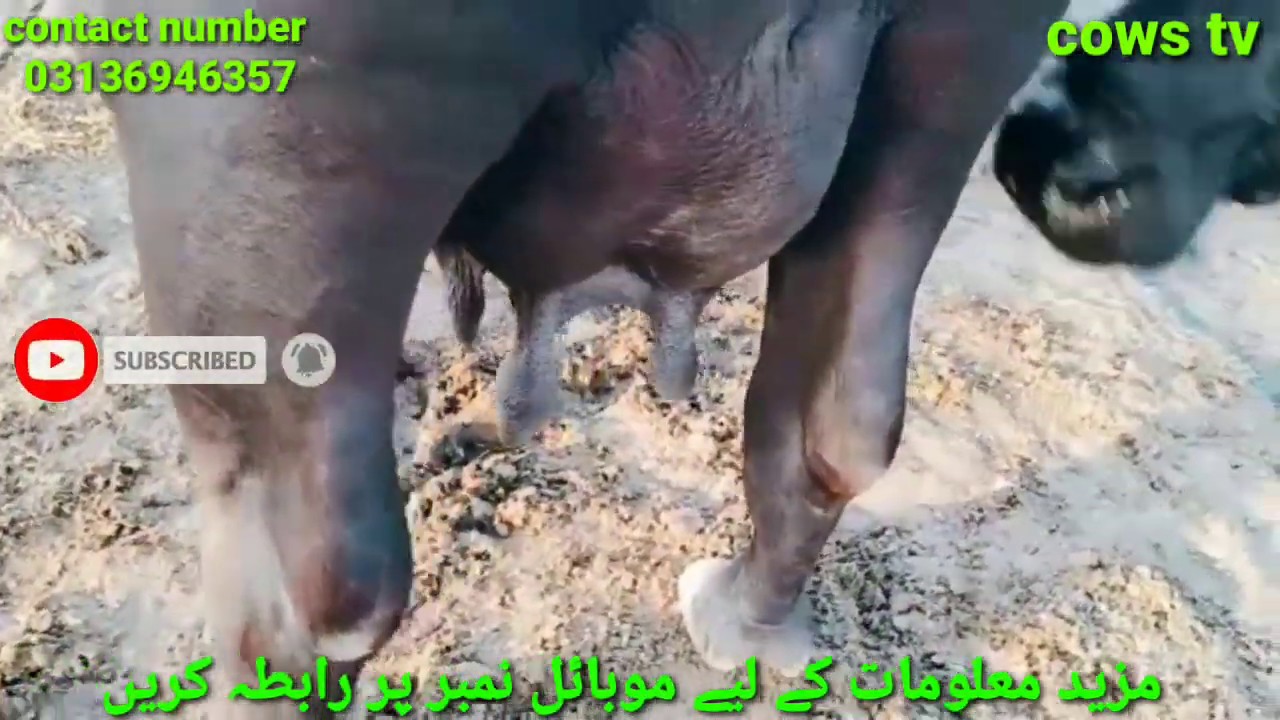 Beautiful Nili ravi buffalo for sale in pakistan on YouTube/ High quality buffalo,