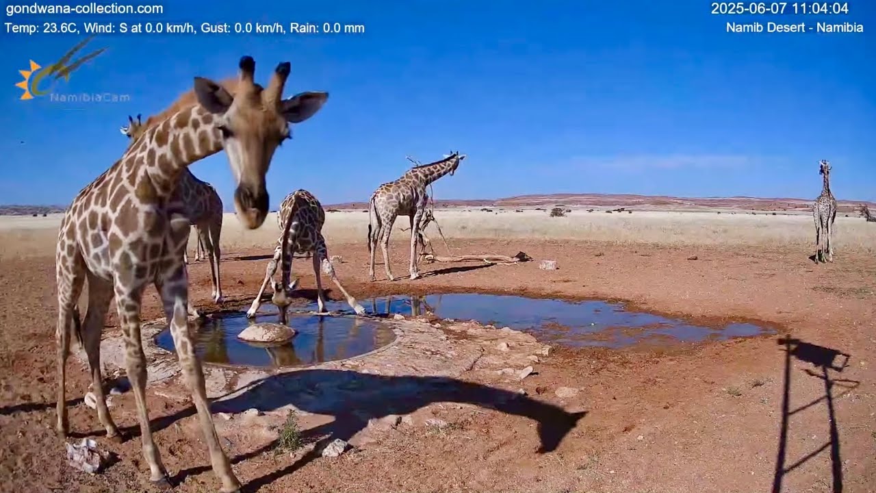 Giraffe Parade! 10 Giants Visit Namib Desert Waterhole – Stunning Wildlife Moment