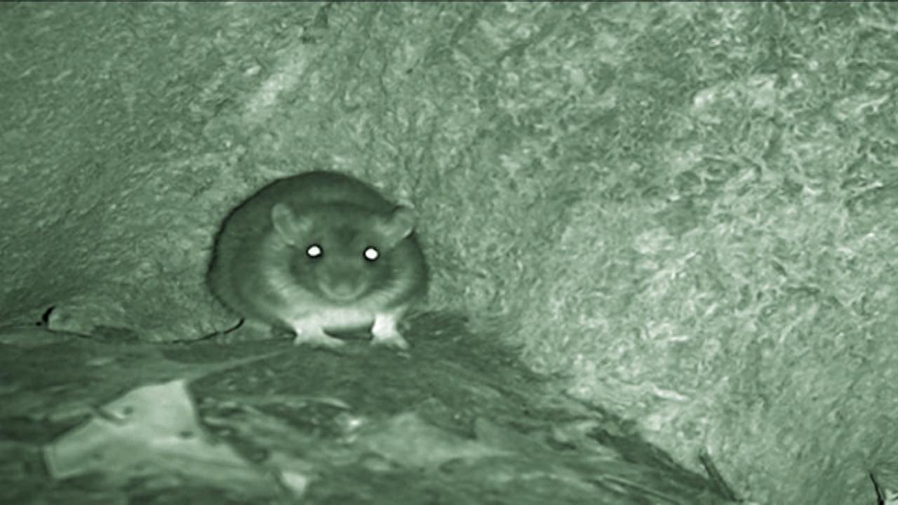 Giant Rat Invasion?!