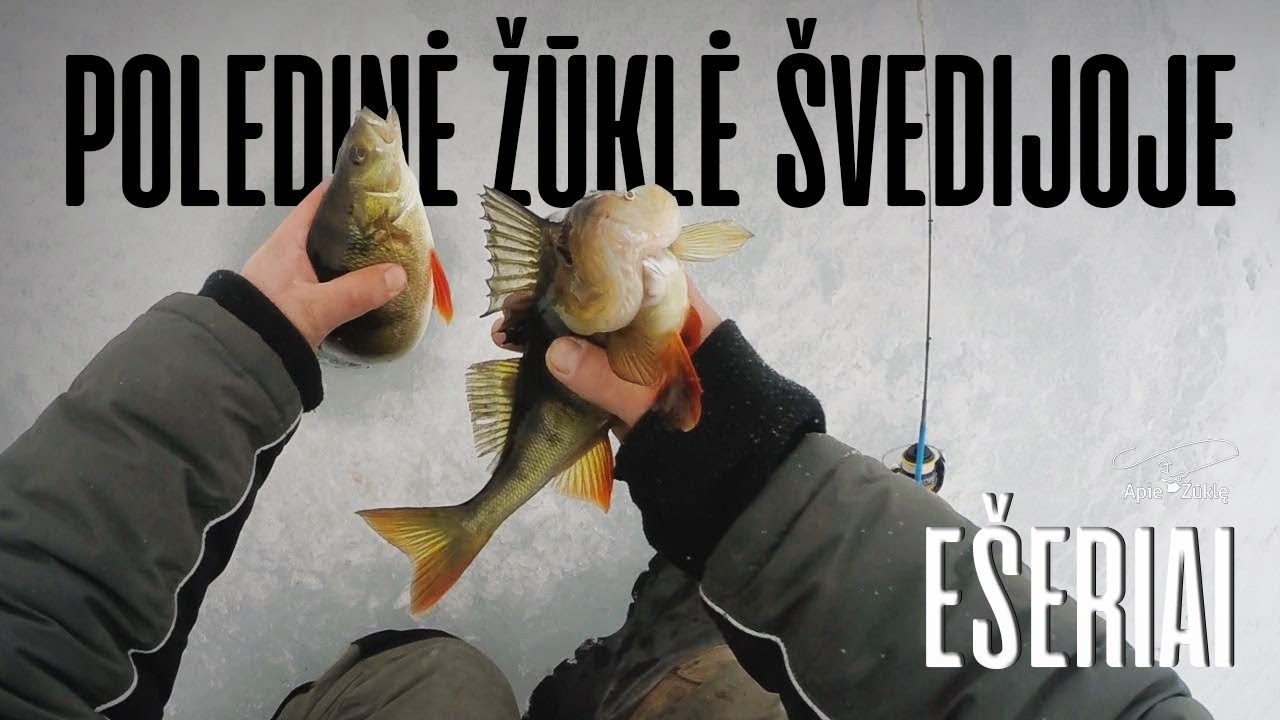 Apie žūklę 2017 12 02. Poledinė ešerių žūklė Švedijoje.