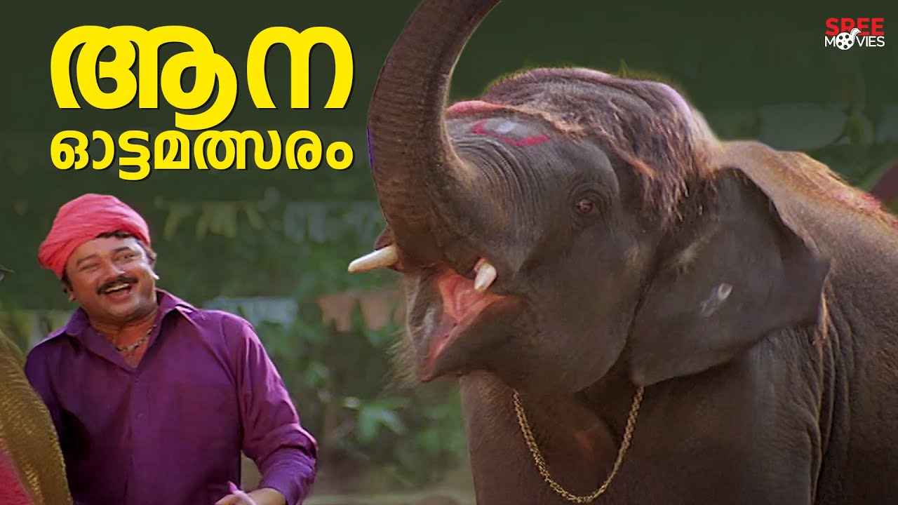 ആന ഓട്ടമത്സരം  | Pattabhishekam |Jayaram |Harisree Ashokan