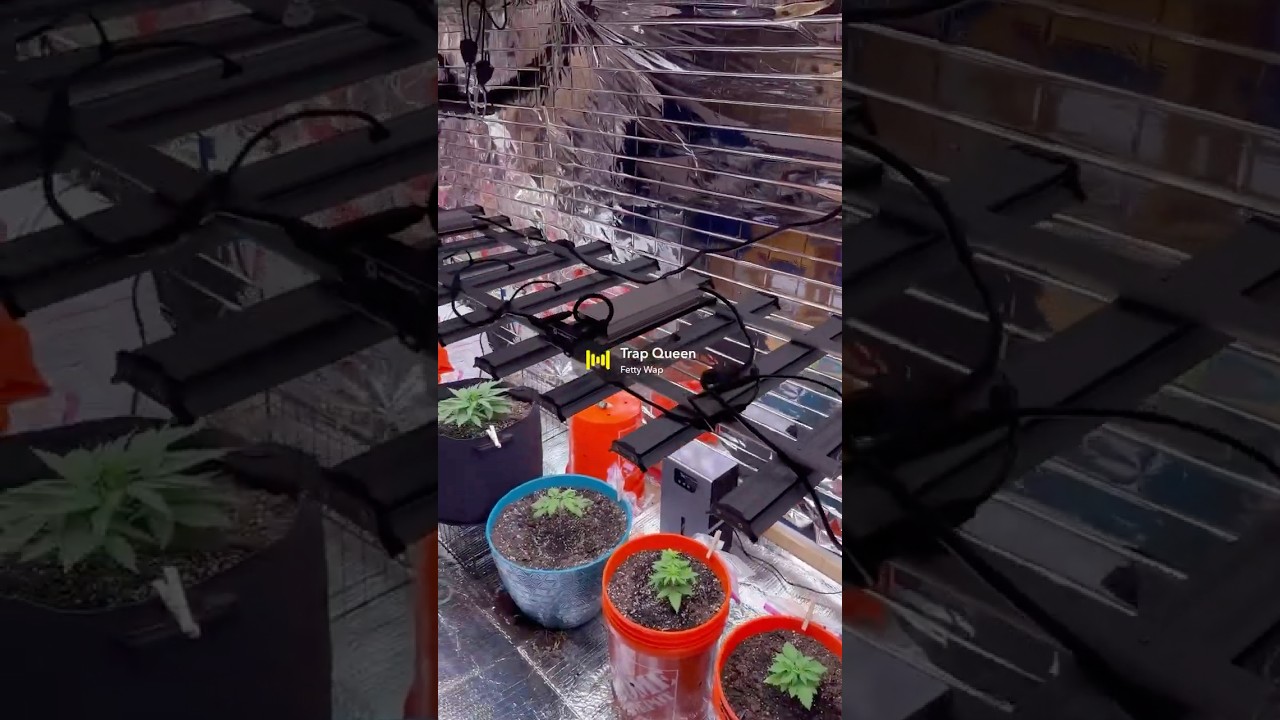 Another round🌱 #growsetup ✨