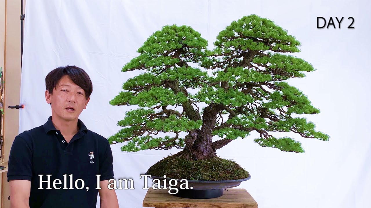 Part 2 漆畑大雅 Taiga Demo #漆畑大雅 #盆栽デモンストレーション #TaigaUrushibata #bonsaidemo #五葉松 #whitepine #盆栽 #bonsai