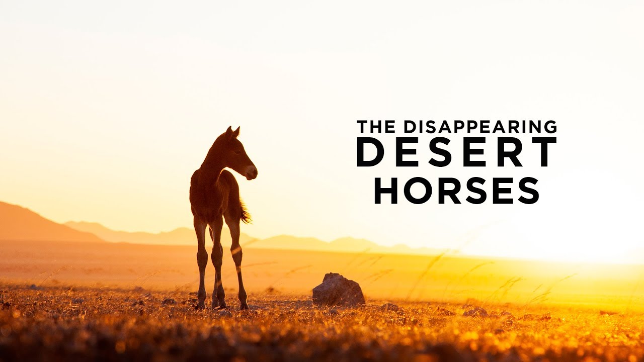 The Disappearing Desert Horses Of Namibia
