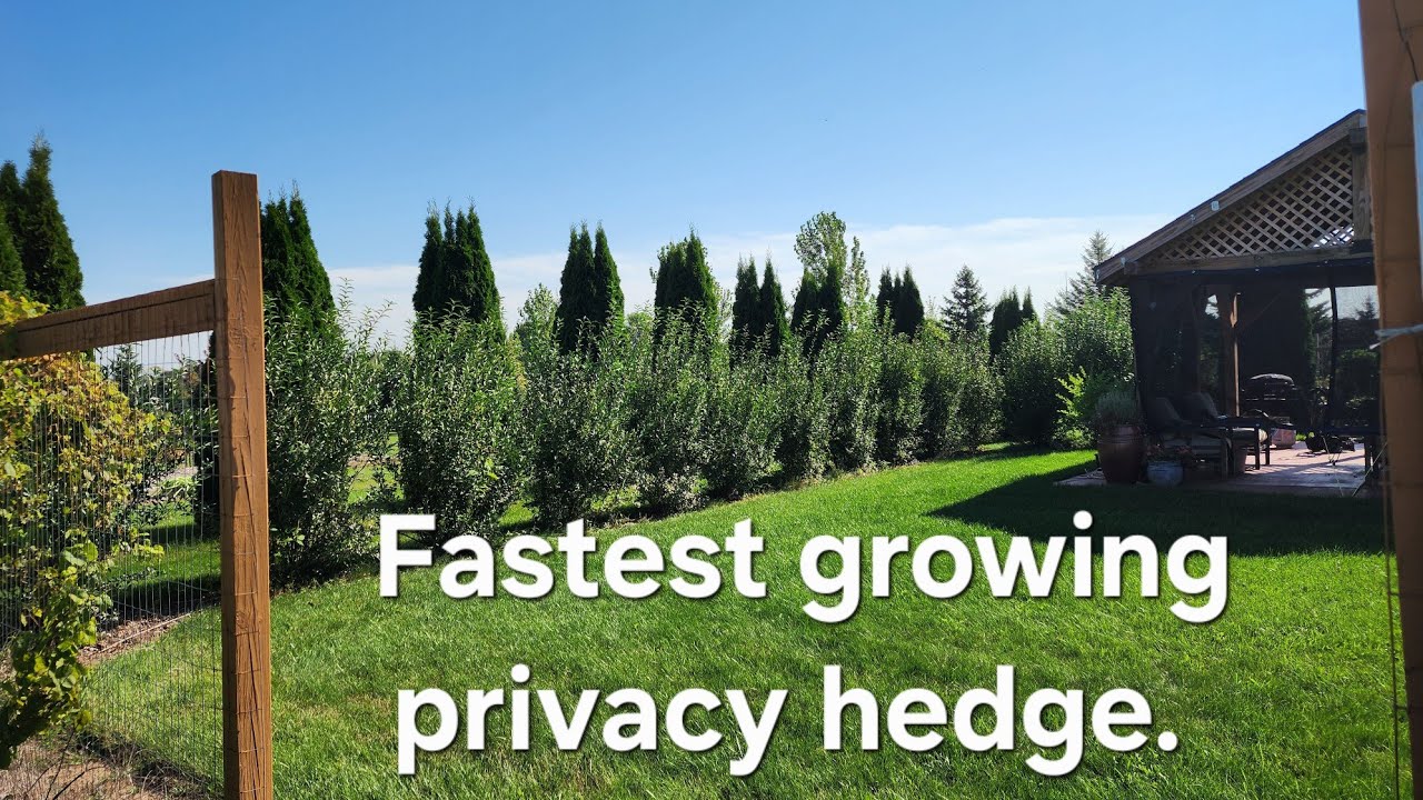Fastest Growing Trees -  4 year review Cheyenne Privet Hedge