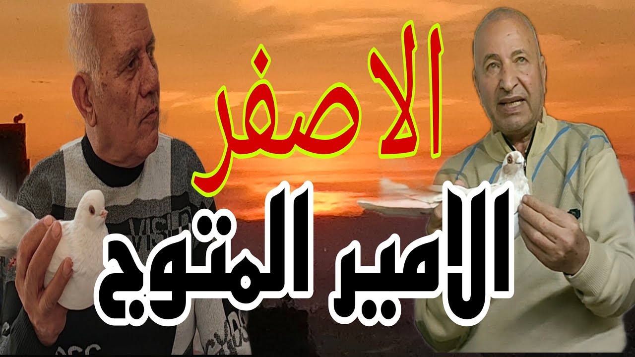 🔴 طول عمرك هتفضل اصفر#الحمام_الغزار  الحاج #وصفي الحاج#فرحات