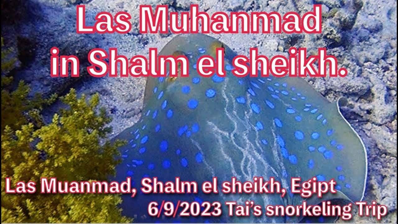 【#99 Tai’s Snorkeling Journey 】A snorkeling tour on Red sea, Las Muhanmad, Shalm el sheikh Egypt,