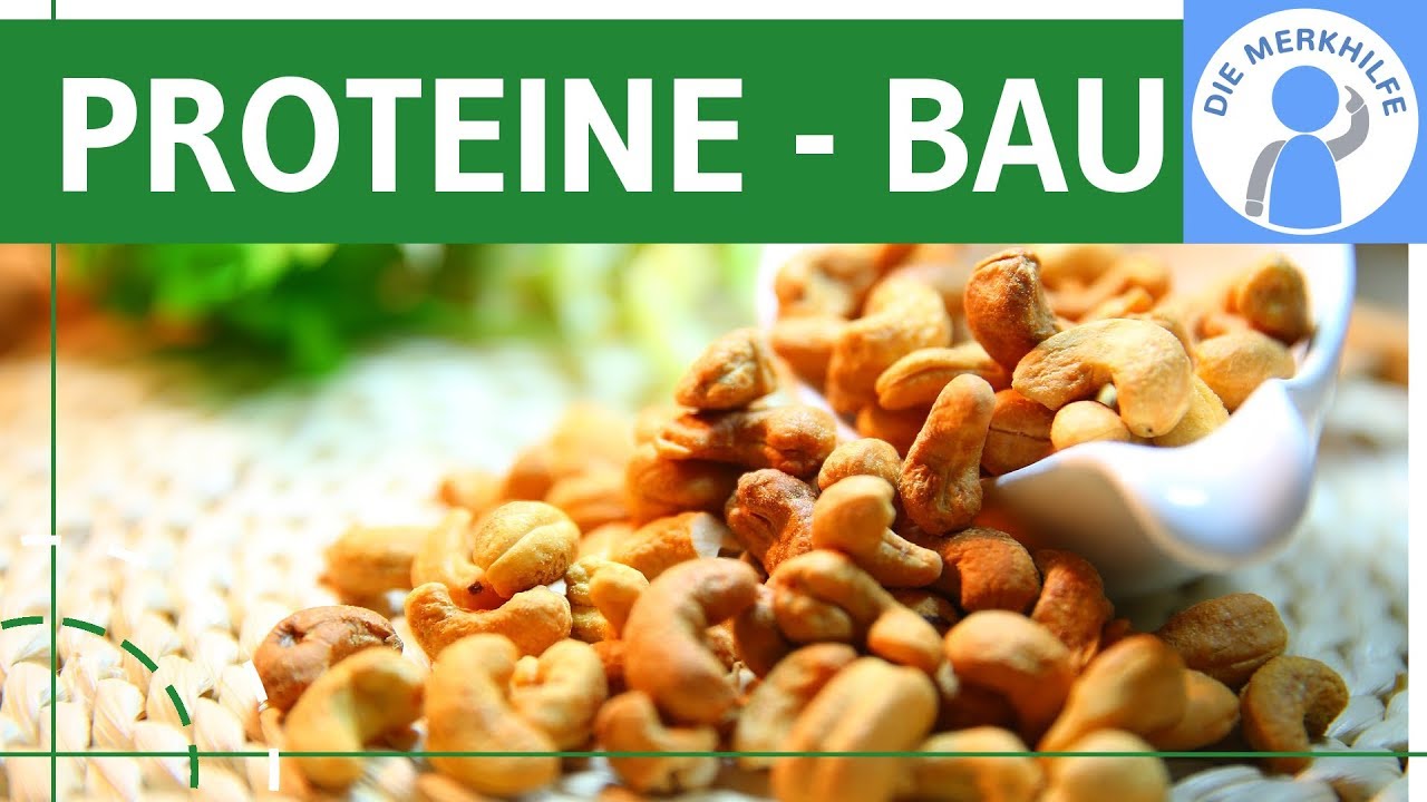 Proteine - Bau & Struktur einfach erkl&auml;rt - Genetik & Stoffwechselbiologie