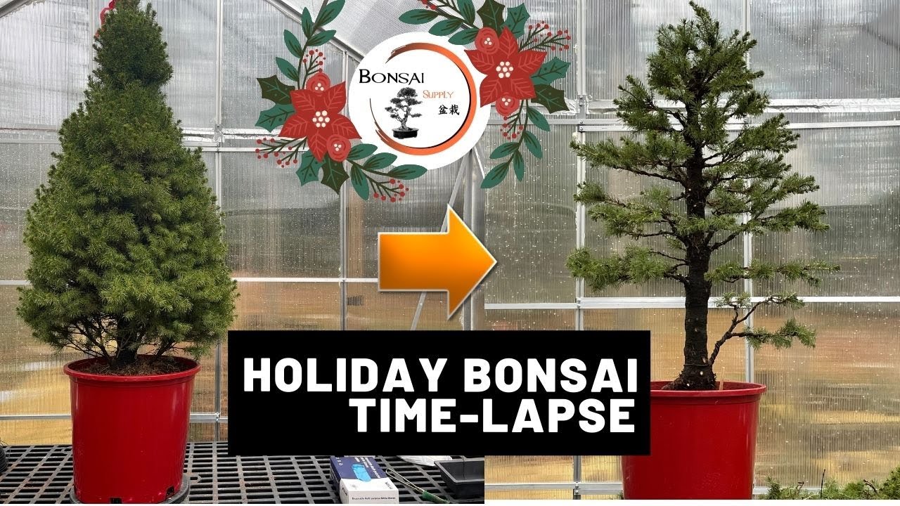 Alberta Spruce Styling Time-Lapse (Holiday Edition) | The Bonsai Supply