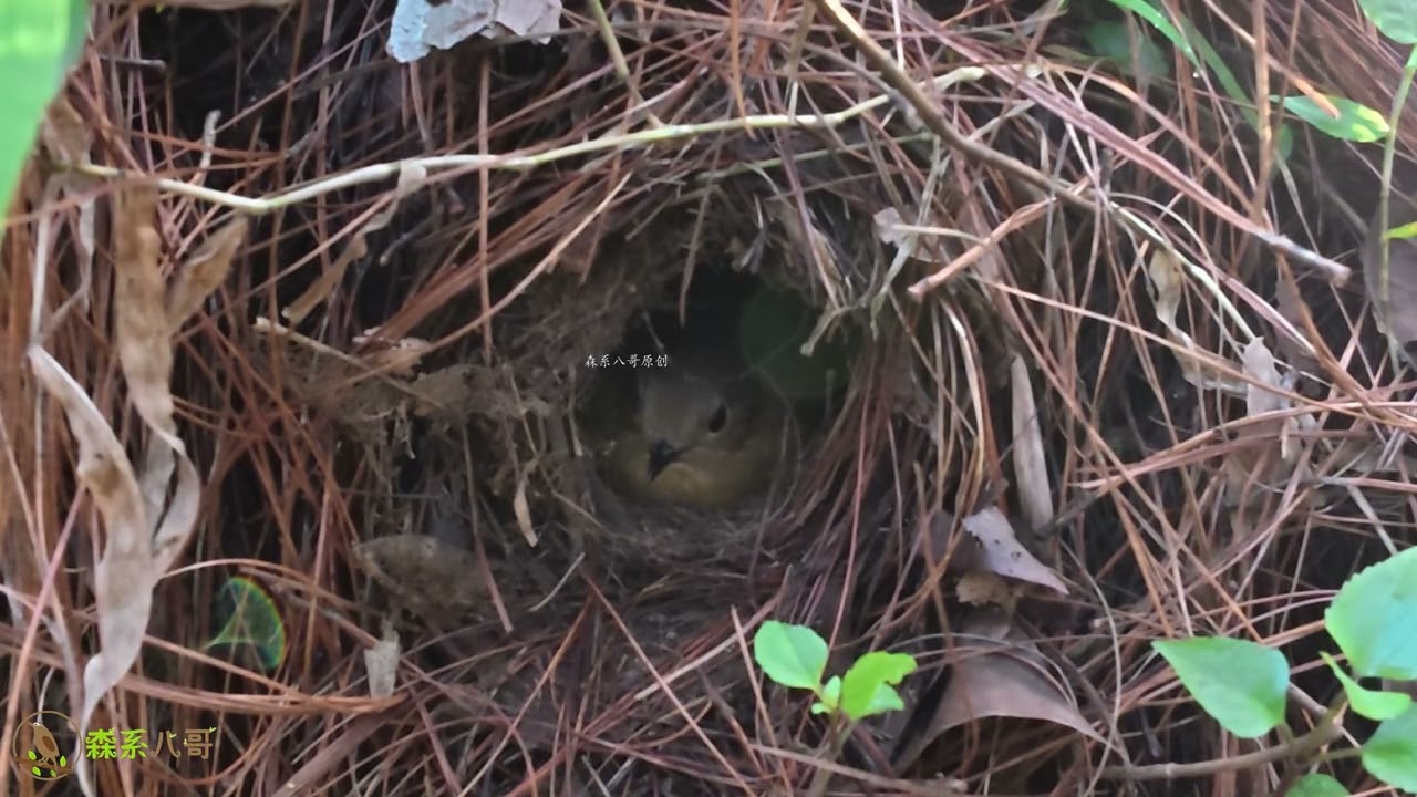 The cuckoo egg is too thick. The mother bird sees through it but can't peck it open鸟妈妈已经识破杜鹃鸟蛋，就是啄不烂
