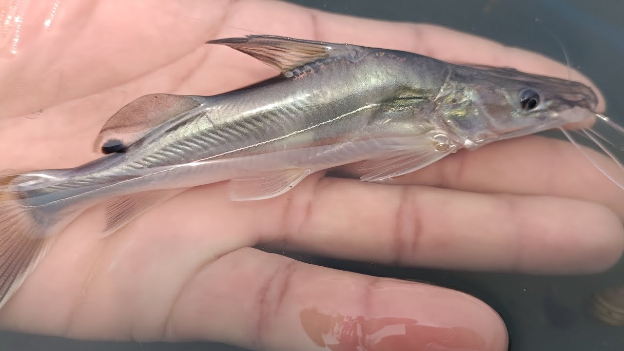 আইড় মাছ চাষে লাভ কেমন হয়?  Low Cost Fish Farming 2025