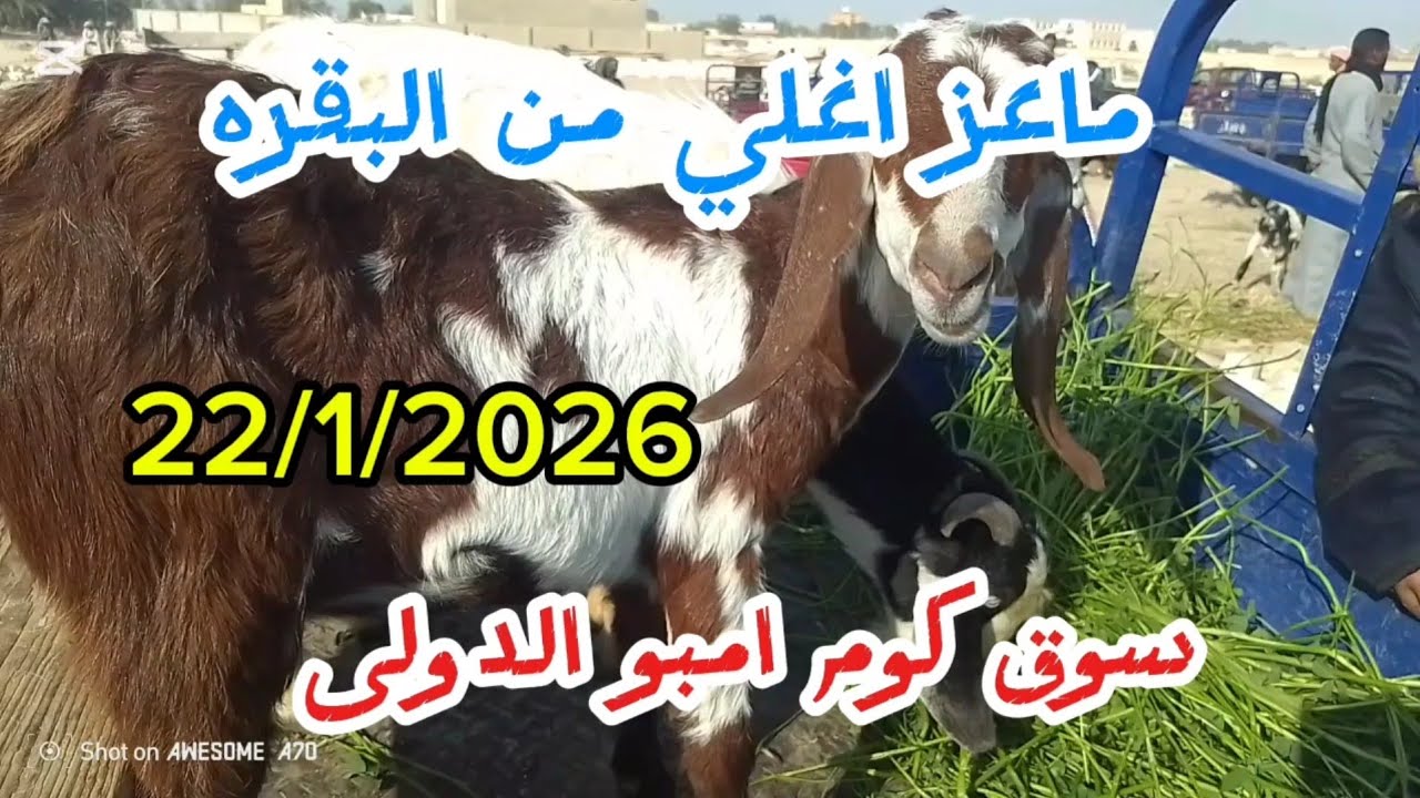 #انخفاض اسعارالغنم والماعز  مع المربين والتجار داخل سوق كوم امبو ٢٢/١