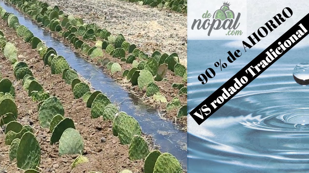 💧🌵 Riego rodado o por inundación en NOPAL/Optimizado Parte 1