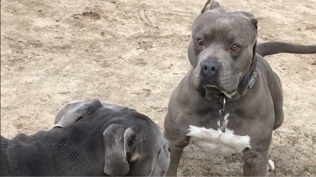 Large American Bully Meets Bandogs