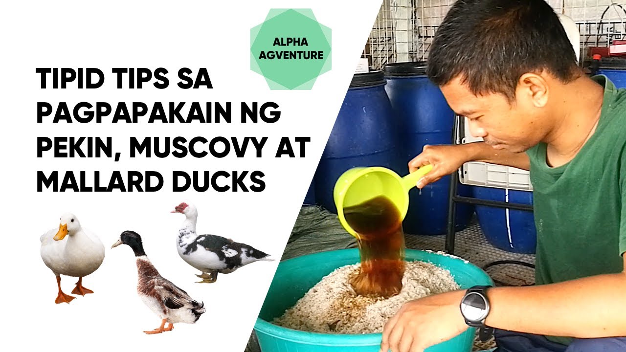 Tipid Tips sa Pagpapakain ng Pekin, Muscovy at Mallard Ducks