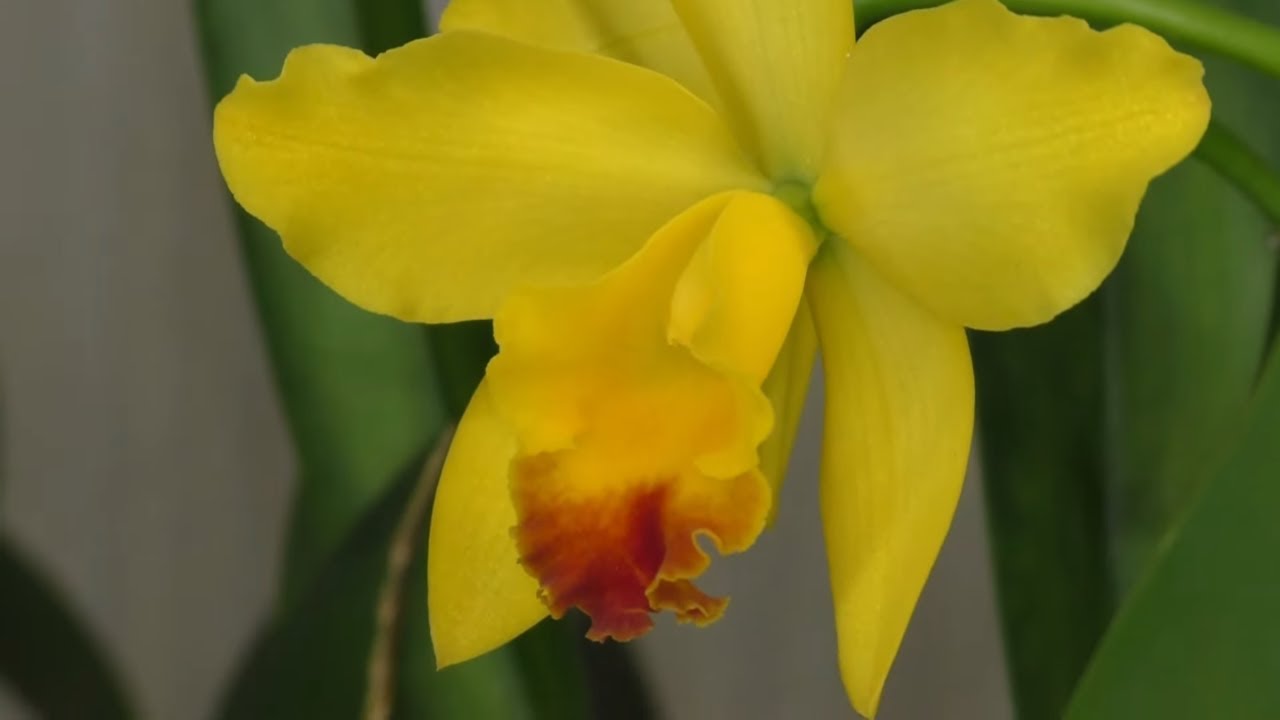 Орхидея Каттлея - от пересадки до цветения. Ответы на вопросы подписчиков.