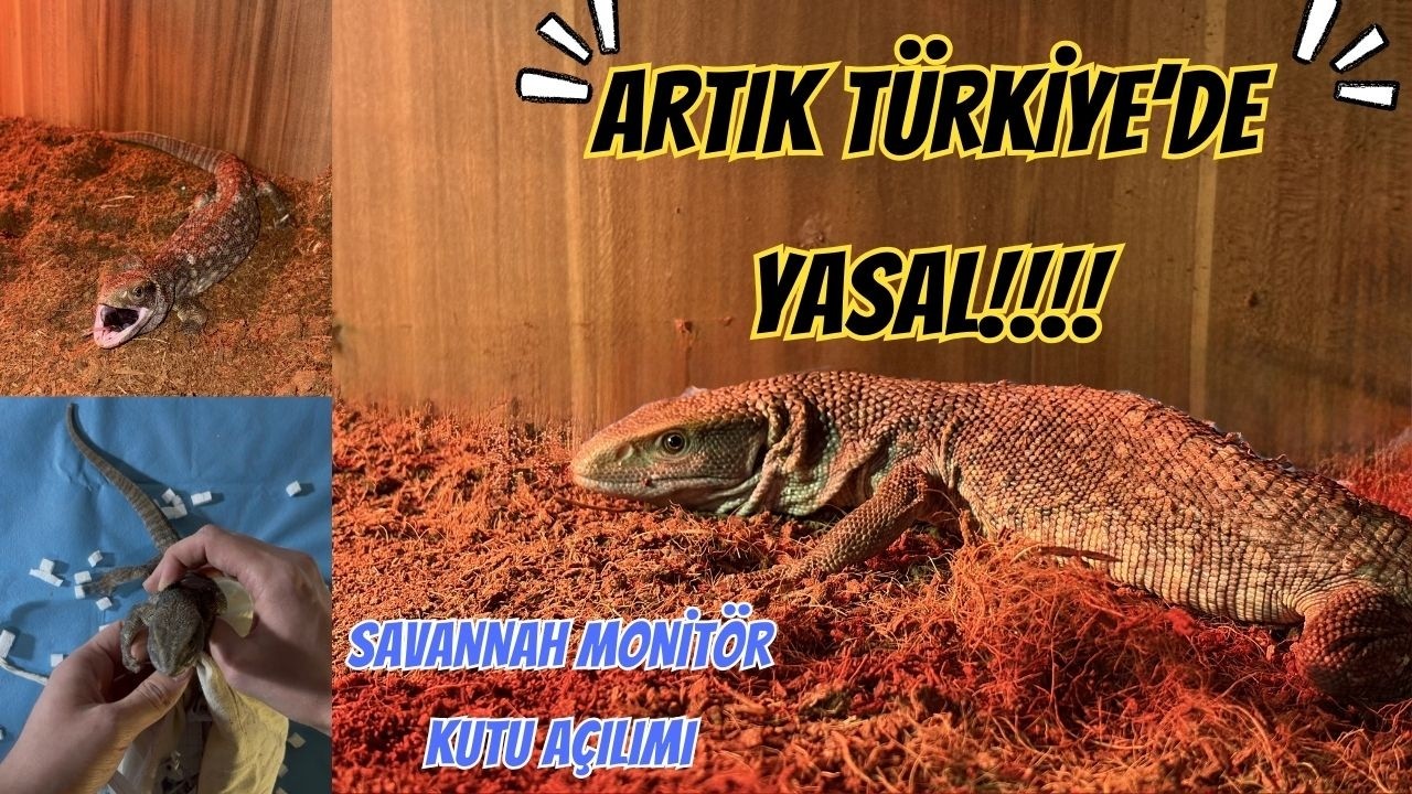 Türkiye'de Artık Yasal!! SAVANNAH MONİTÖR Kutu Açılımı!!