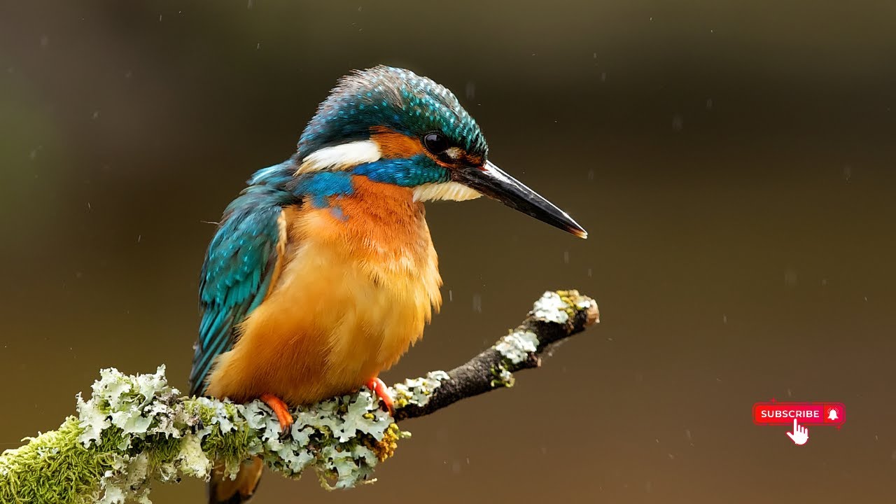 “🌊 Alcedines: Reyes de los Ríos” 🐦🔍