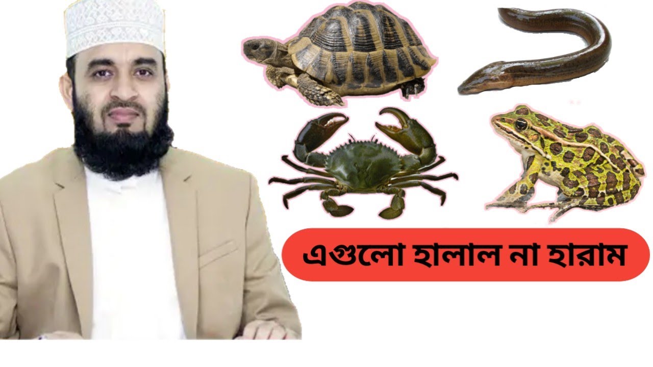 ব্যাঙ, কাঁকড়া, কচ্ছপ, অক্টোপাস খাওয়া কি হালাল??Mizanur Rahman Azhari / Tanjim tv24