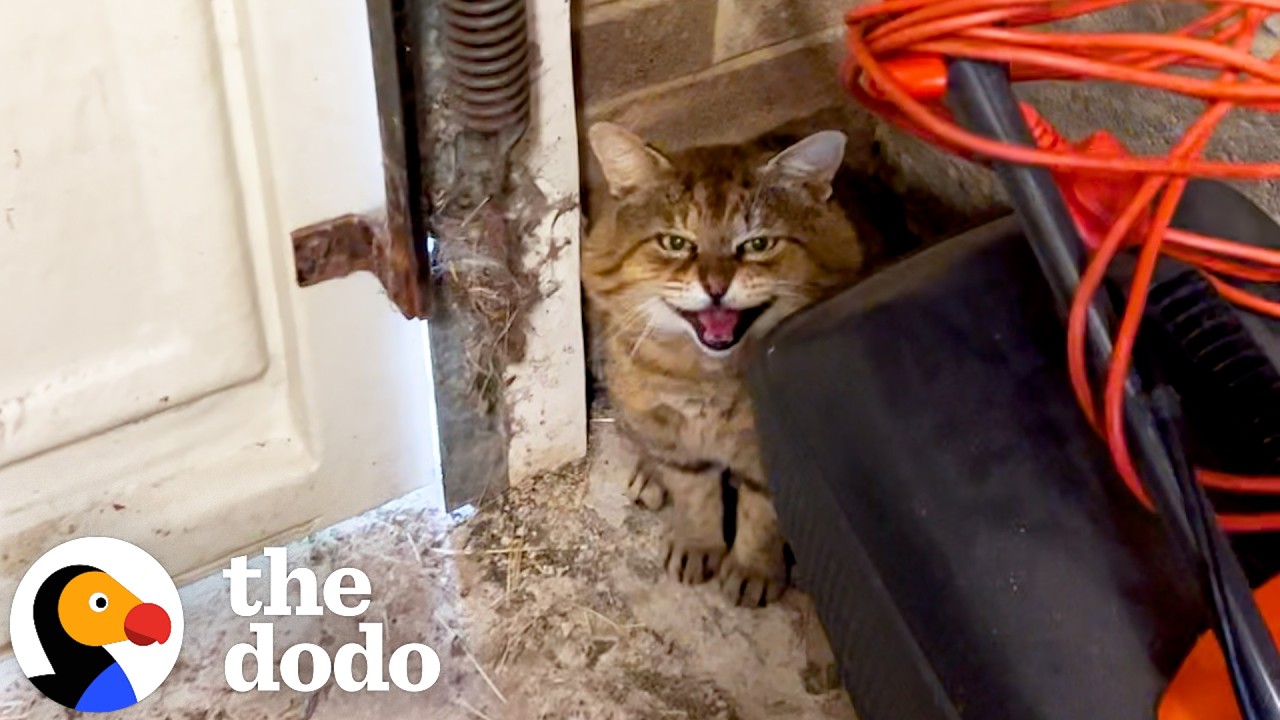 Коту потребовался год, чтобы наконец-то зайти в дом женщины | The Dodo