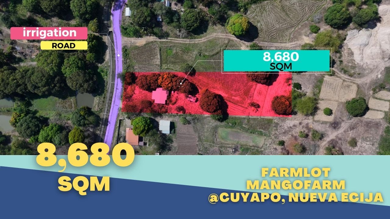 V#185 8,680 SQM Mango Farm @Cuyapo, Nueva Ecija with Aerial View