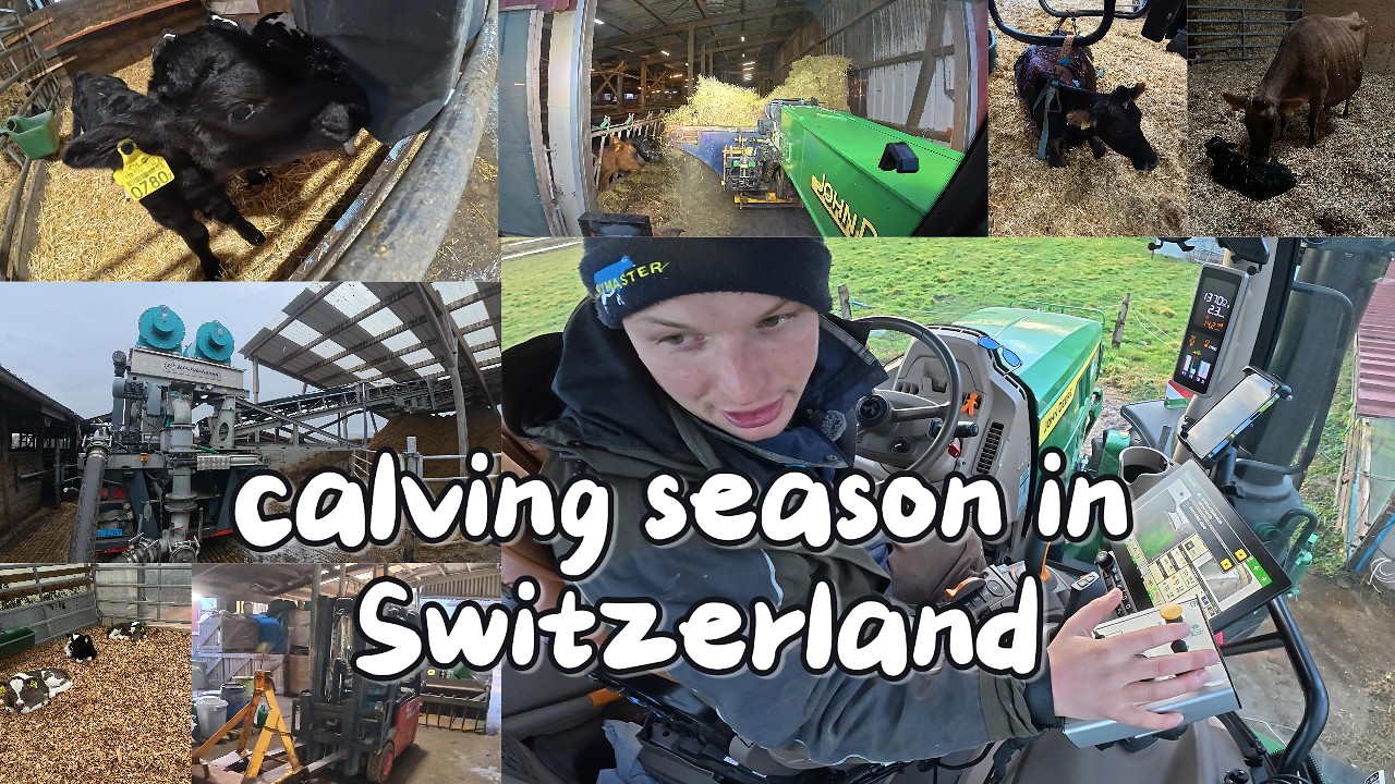 🇬🇧Calving season in Switzerland 🇨🇭