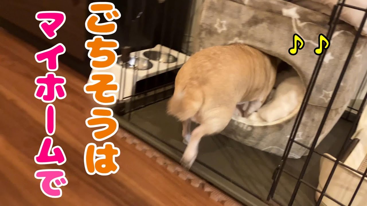 キビナゴをマイホームにお持ち帰りして食するスムースチワワ犬💘（DoggyBox 12月クリスマス号）ドギボ🐶