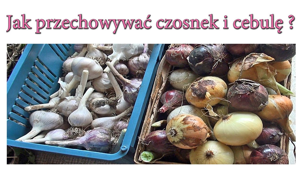 Jak przechowywać czosnek i cebulę? - Ogrodowe pierdamony 113
