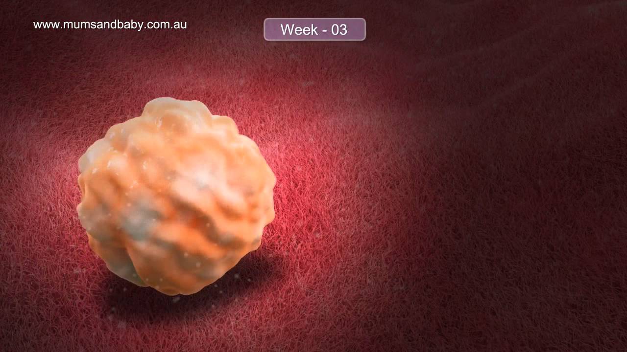 Pregnancy Weeks 1-3.  www.mumsandbaby.com