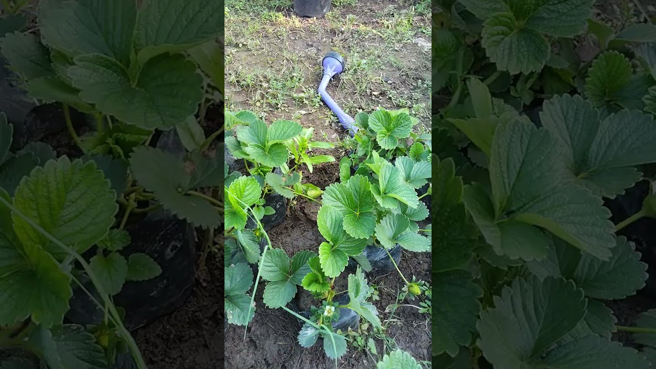 Information about cherry plant 