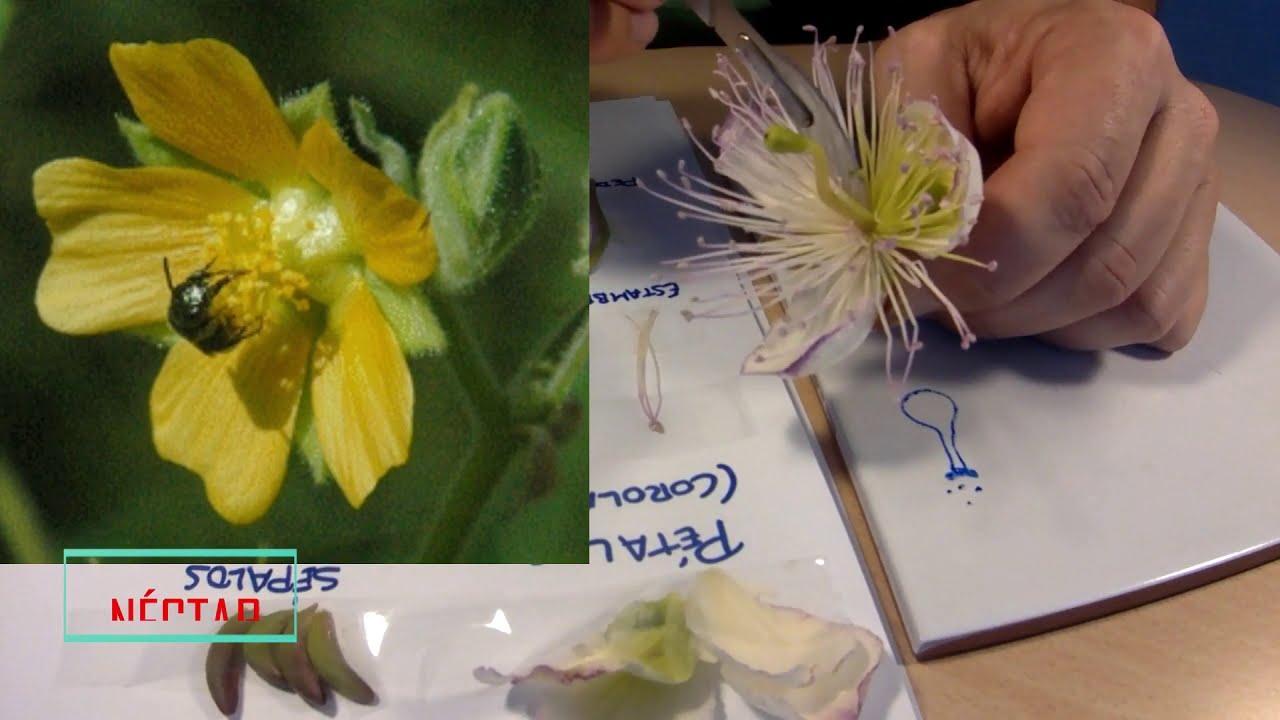 DISECCIÓN FLOR