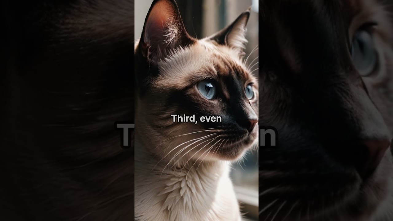3 Reasons Your Cat Is Obsessed With Windows🪟 #cat #cats #catshorts #petcare #funnycats #animals