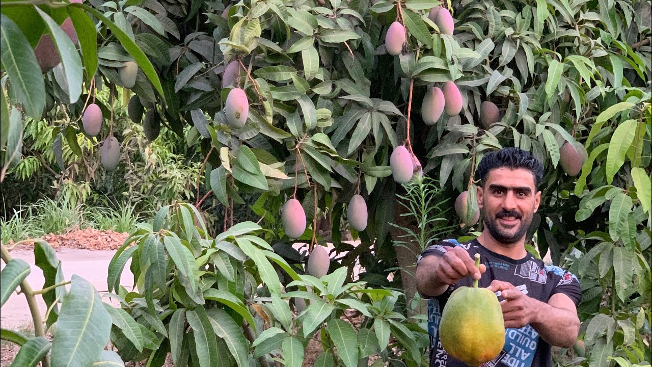 صنف مانجو 🥭 الاوستين غزير الانتاج 🌳