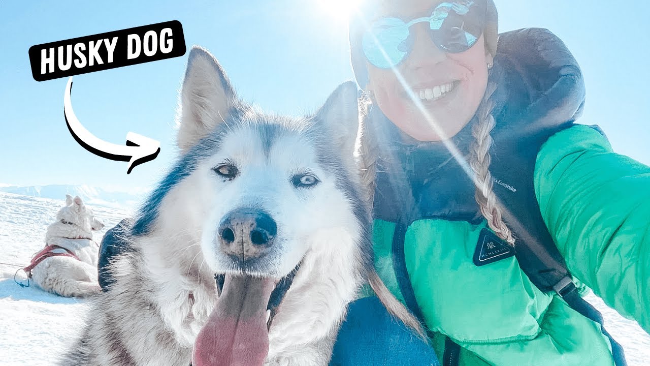 Катание на санях с хаски в Польше