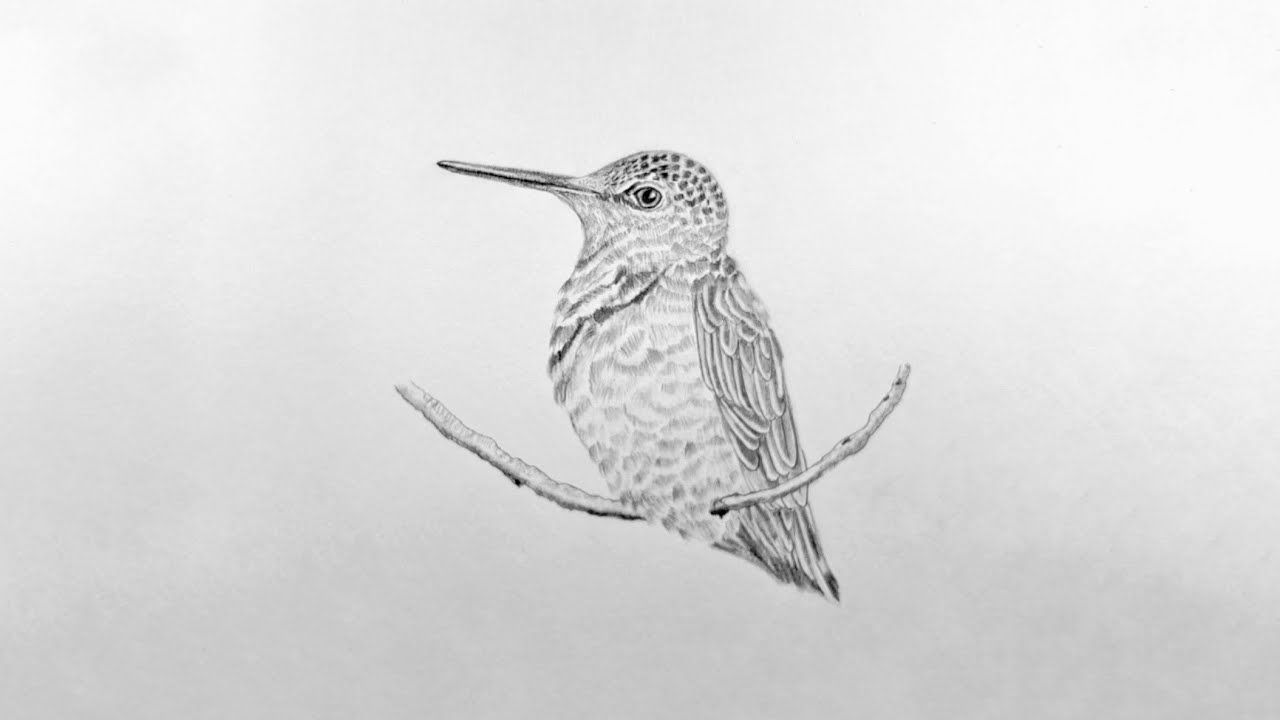 Hummingbird pencil drawing process 