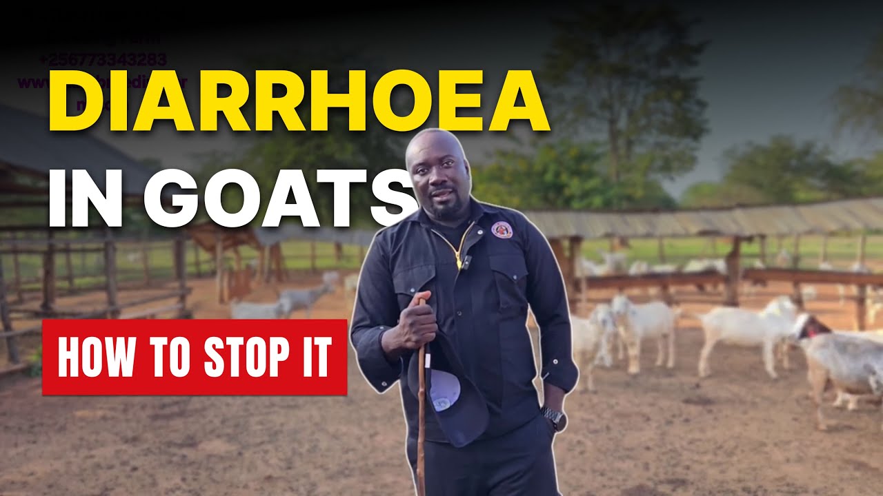 Diarrhoea in Goats: Causes, Symptoms & Effective Treatment | Goat Farming Guide