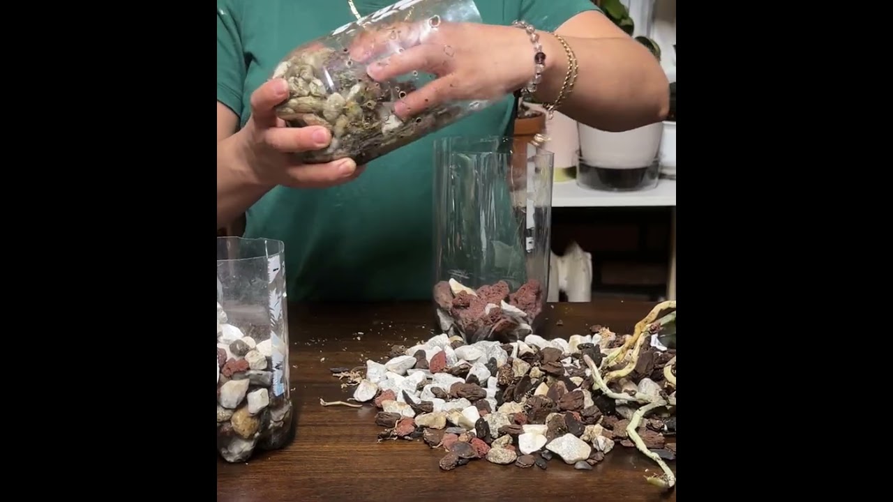 Trasplantado mi orquidea de maceta a maceta 