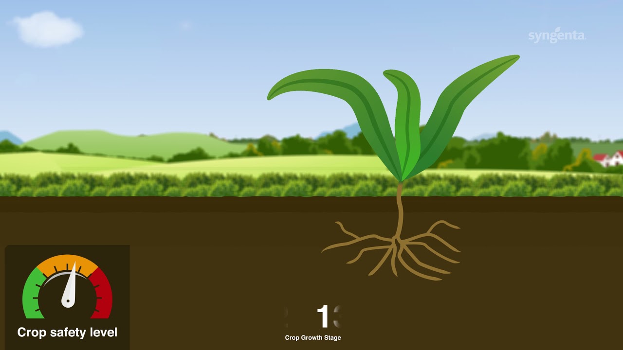 Residual Herbicides - risks and rewards