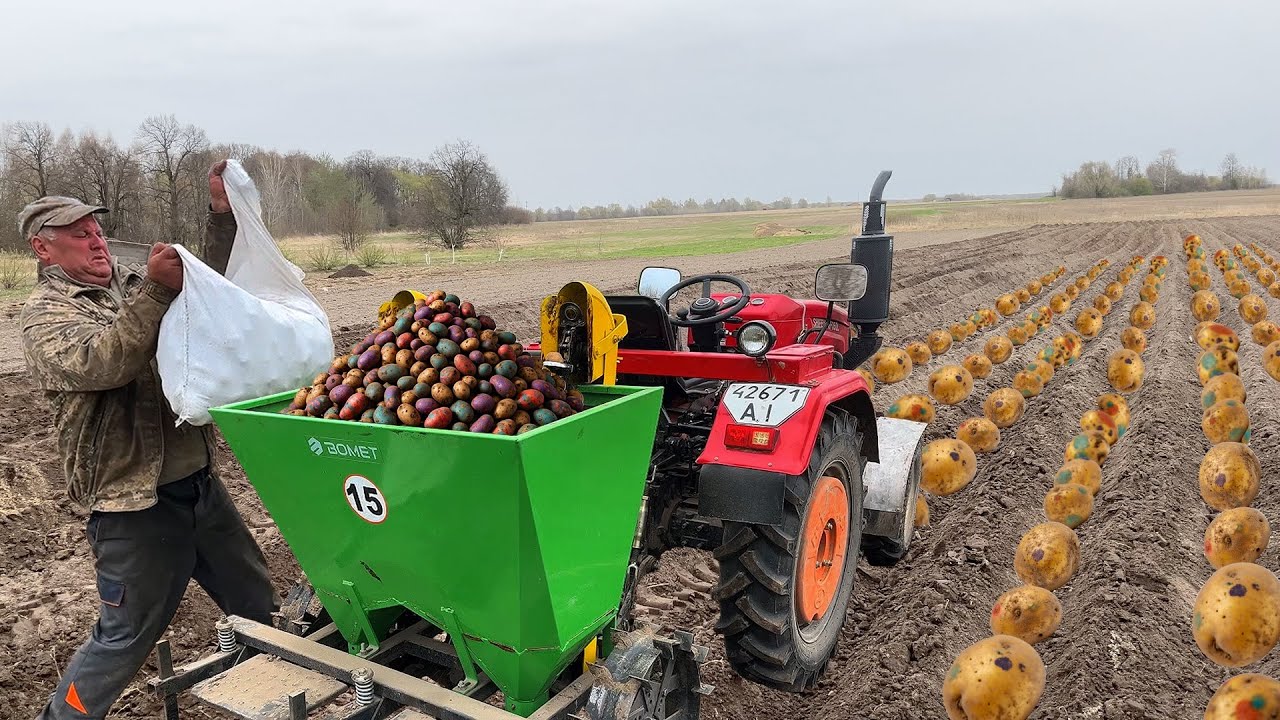 Where Time Stands Still: Planting Potatoes the Way Our Grandfathers Did